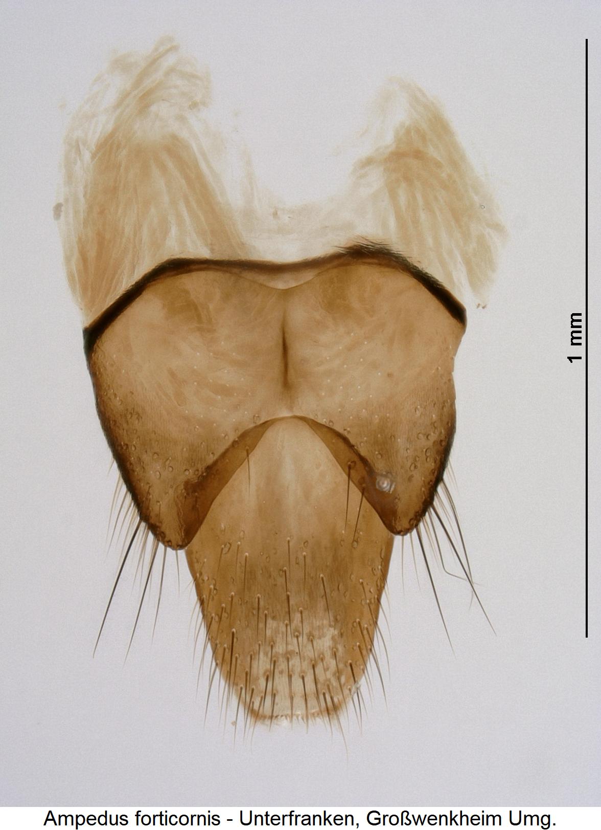 ampedus_forticornis_ter.jpg