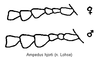ampedus_hjorti_f.gif