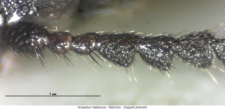ampedus_melanurus_f.jpg