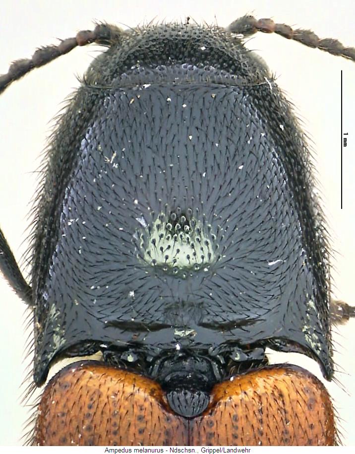 ampedus_melanurus_vk.jpg