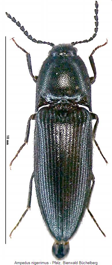 ampedus_nigerrimus_hab.jpg