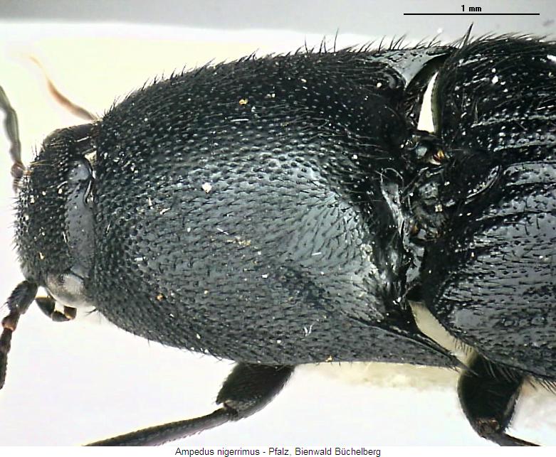 ampedus_nigerrimus_vk.jpg