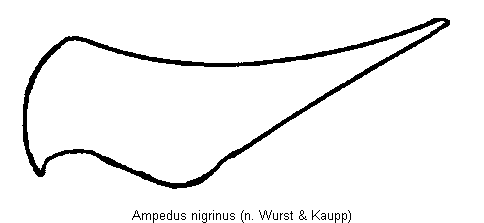 ampedus_nigrinus_us.gif