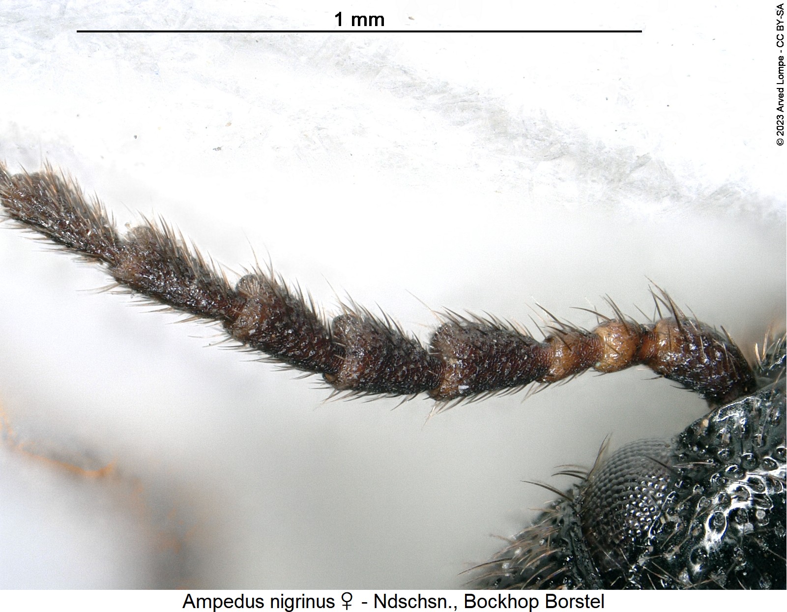 ampedus_nigrinus_w_f1.jpg