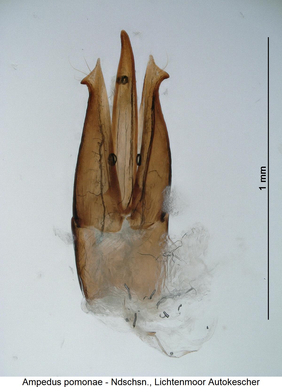 ampedus_pomonae.jpg