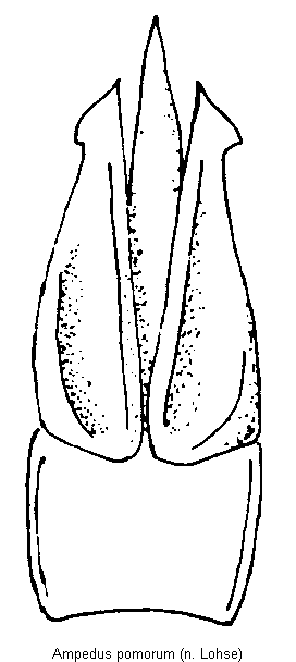 ampedus_pomorum.gif