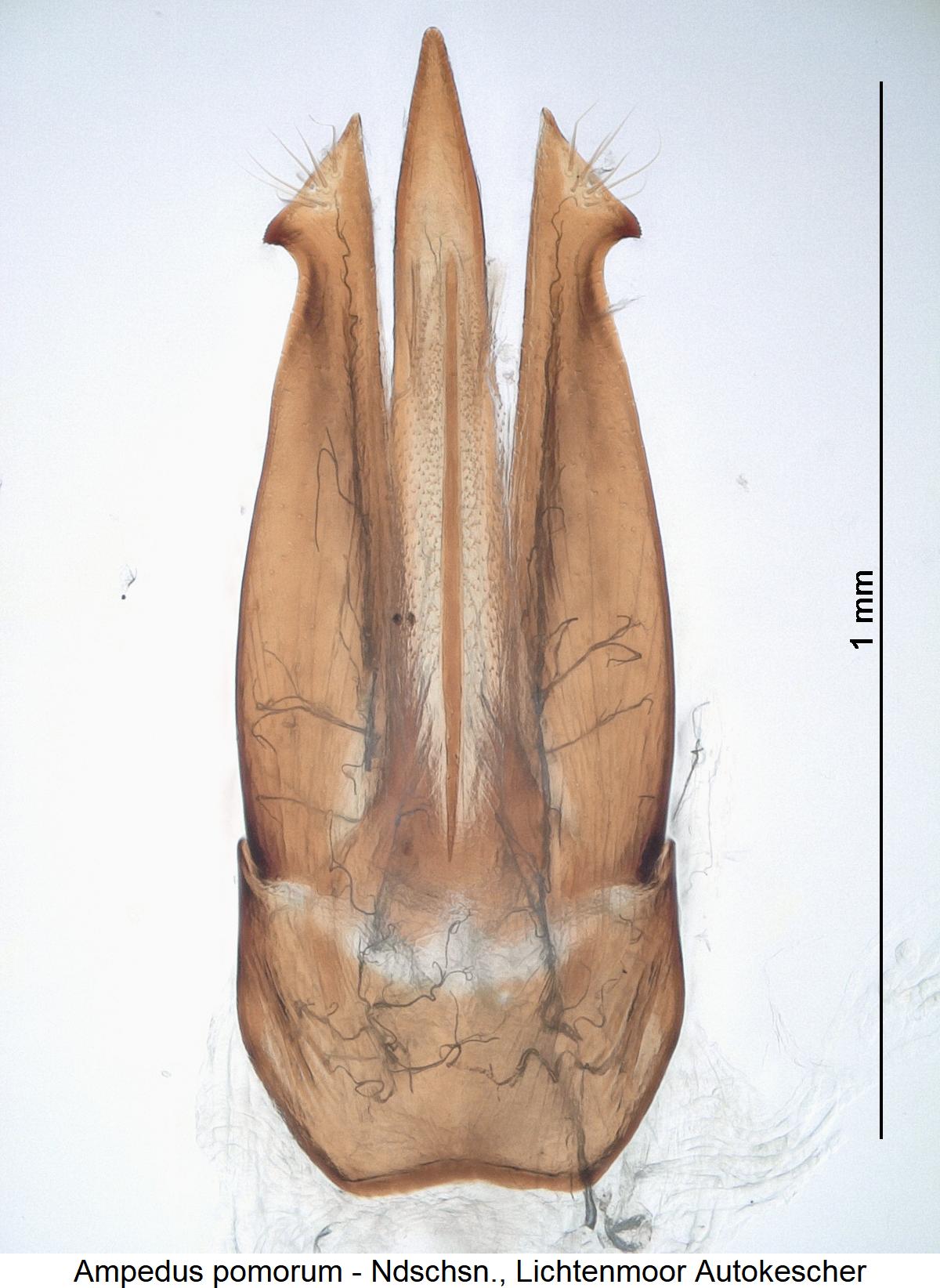 ampedus_pomorum.jpg