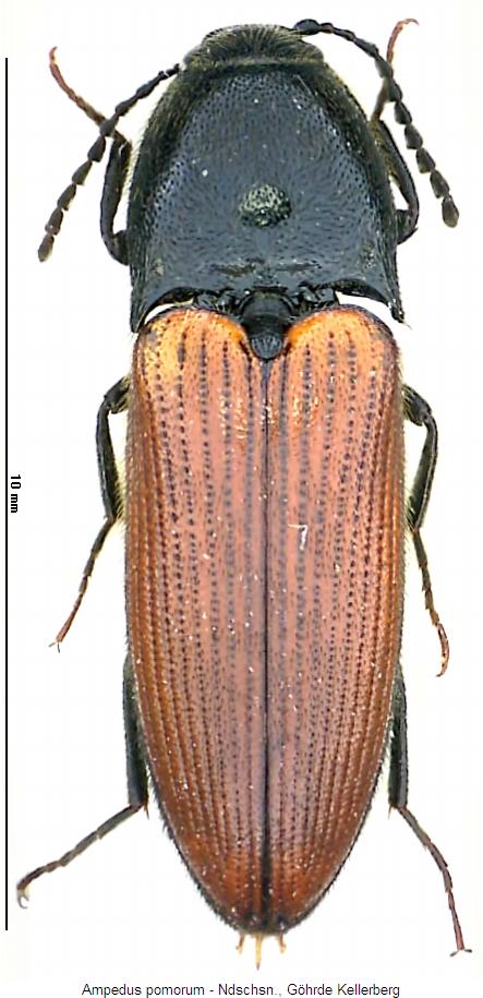 ampedus_pomorum_hab.jpg