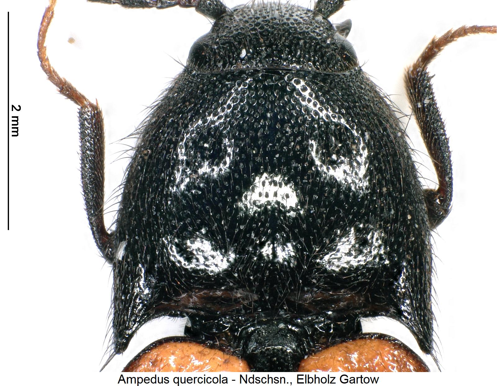 ampedus_quercicola_hsch2.jpg