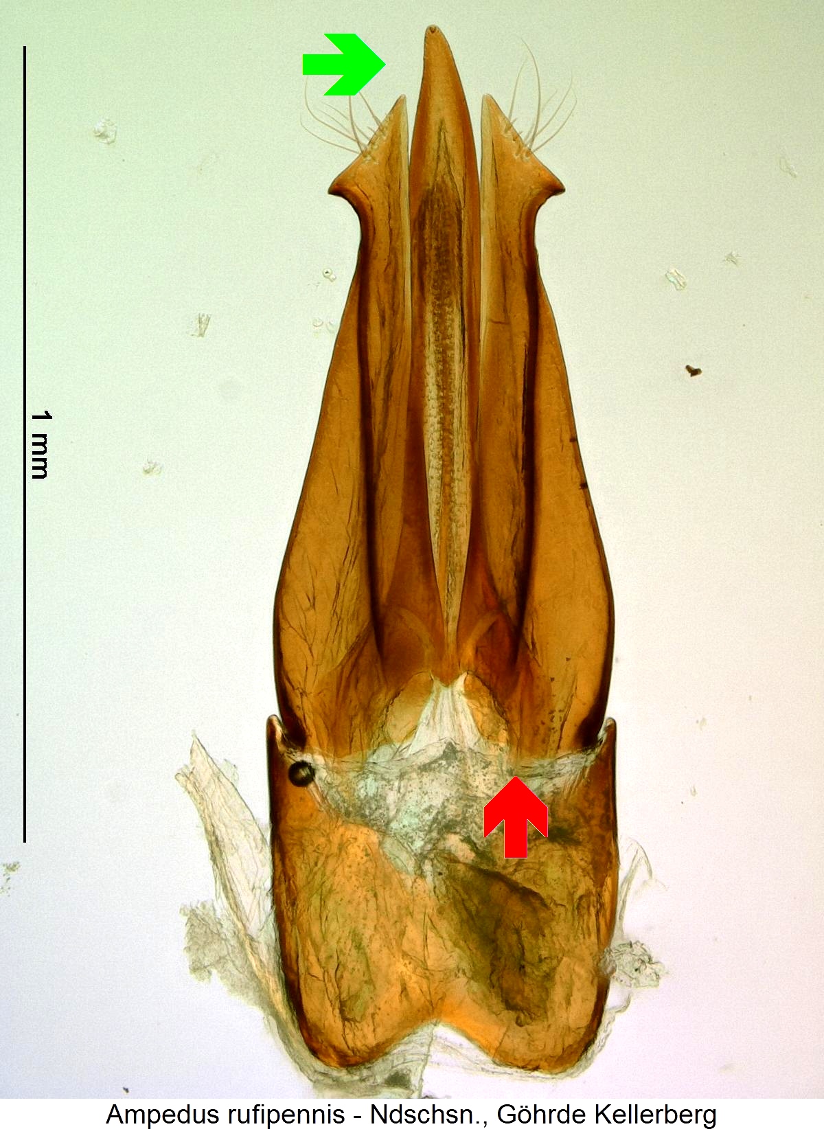 ampedus_rufipennis1.jpg