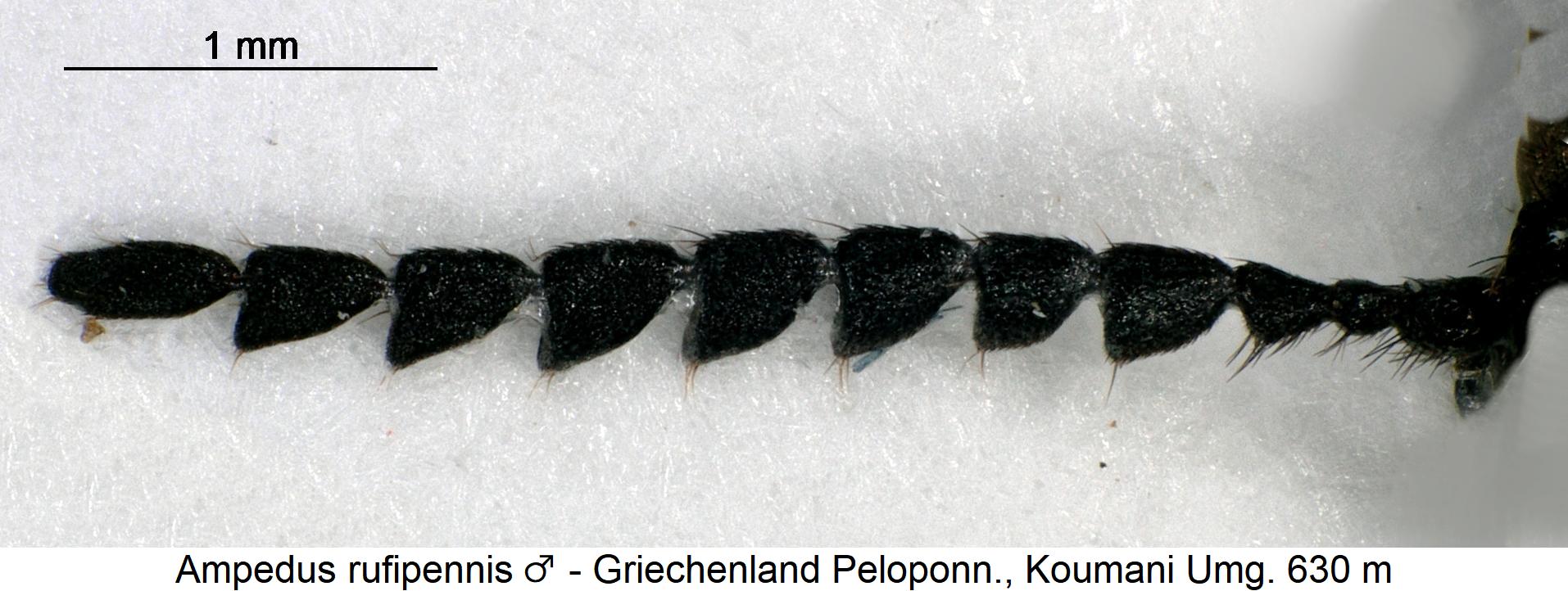 ampedus_rufipennis_m_f2.jpg