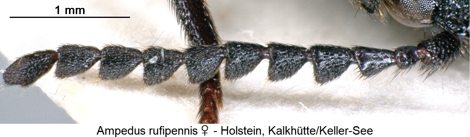 ampedus_rufipennis_w_f.jpg