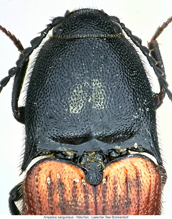 ampedus_sanguineus_vk.jpg