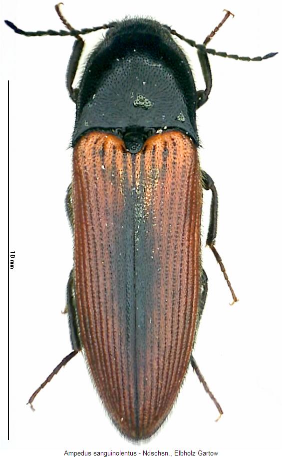 ampedus_sanguinolentus_hab.jpg