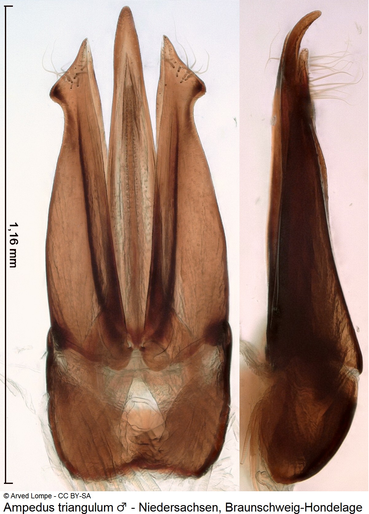 ampedus_triangulum_ck35226238.jpg