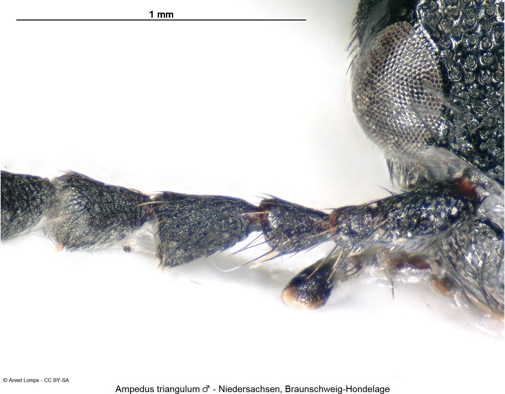 ampedus_triangulum_m_ck35226238_f.jpg