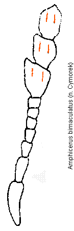 amphicerus_bimaculatus_f.gif