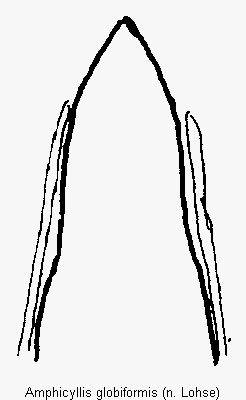 amphicyllis_globiformis.gif
