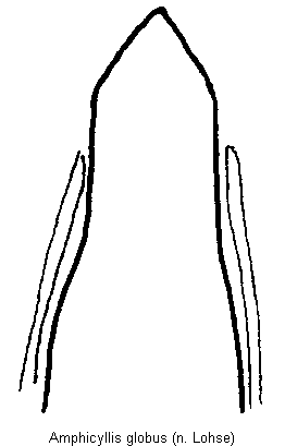 amphicyllis_globus.gif