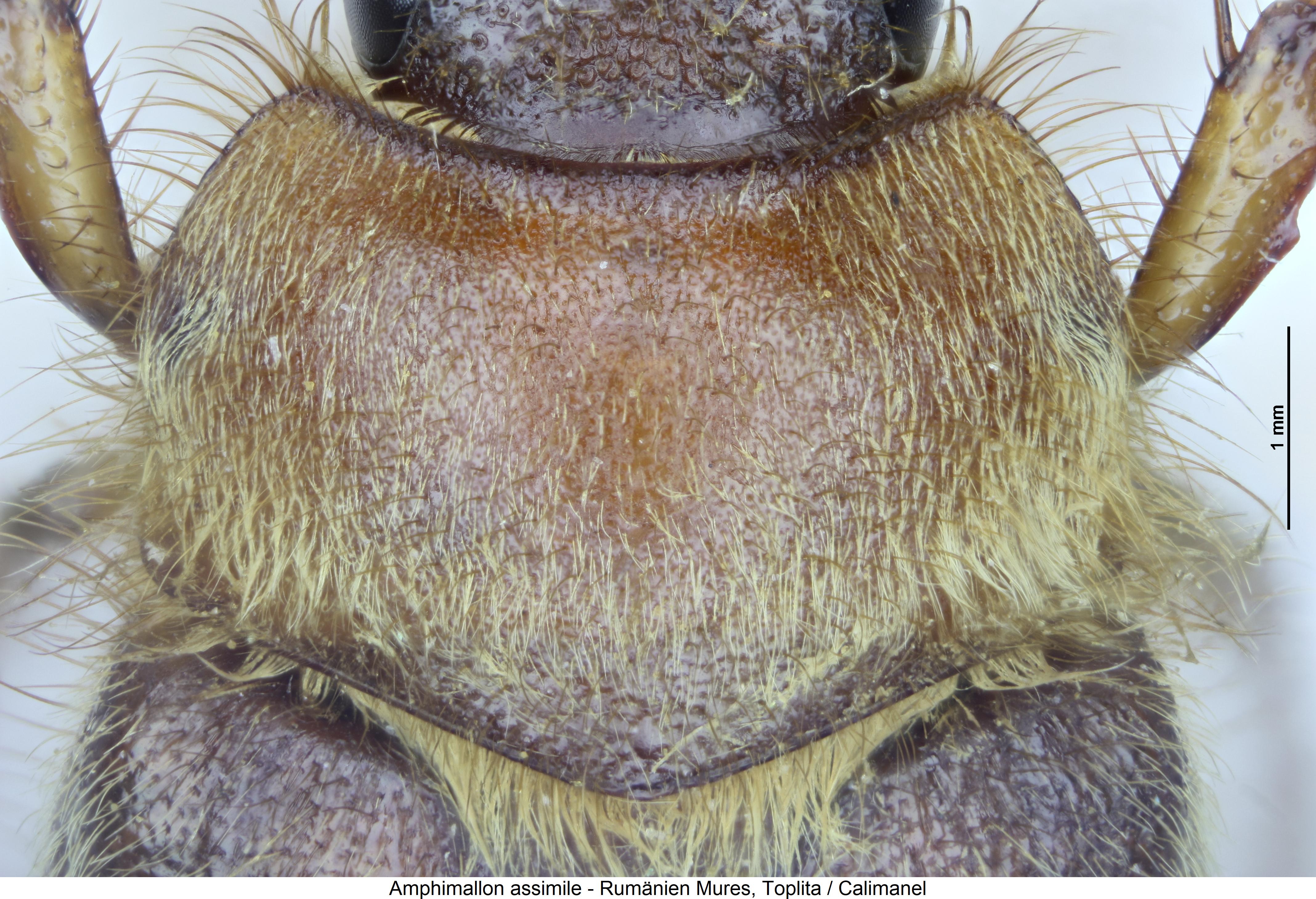 amphimallon_assimile_hsch.jpg
