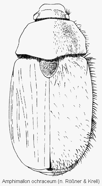 amphimallon_ochraceum_hab.gif
