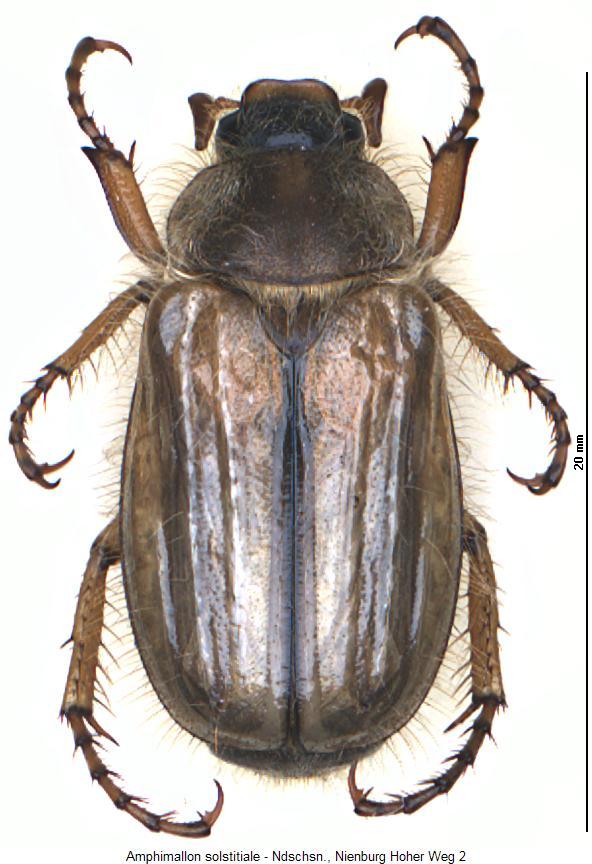 amphimallon_solstitiale_hab.jpg