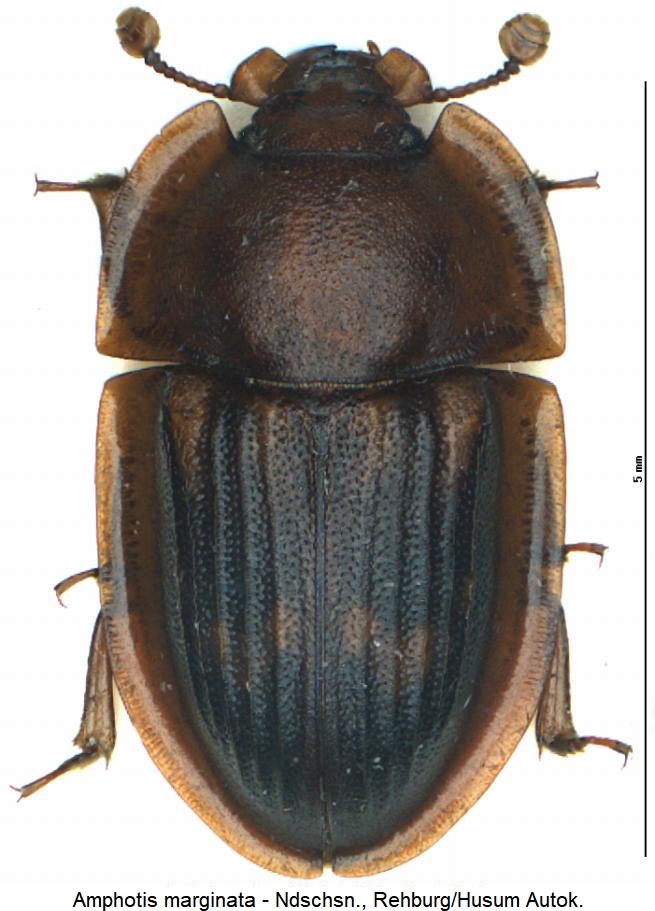 amphotis_marginata_hab.jpg