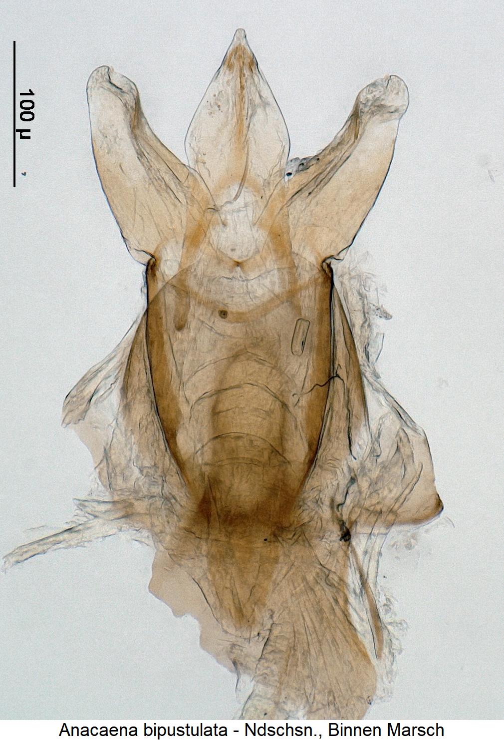 anacaena_bipustulata1.jpg
