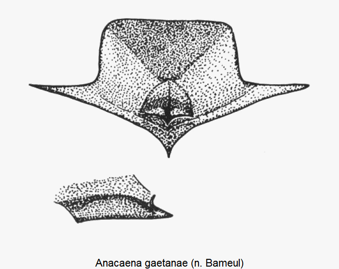 anacaena_gaetanae_mbr.gif
