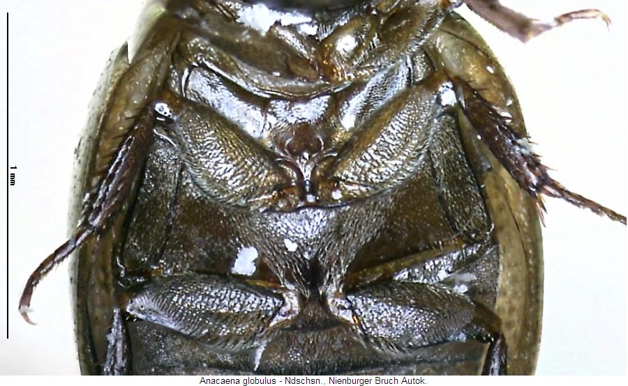 anacaena_globulus_us.jpg