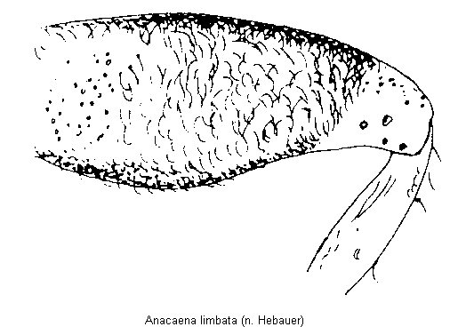 anacaena_limbata_hschl.gif