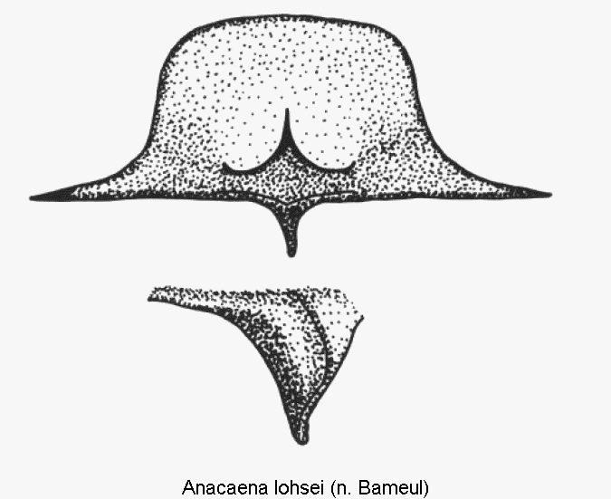 anacaena_lohsei_mbr.gif