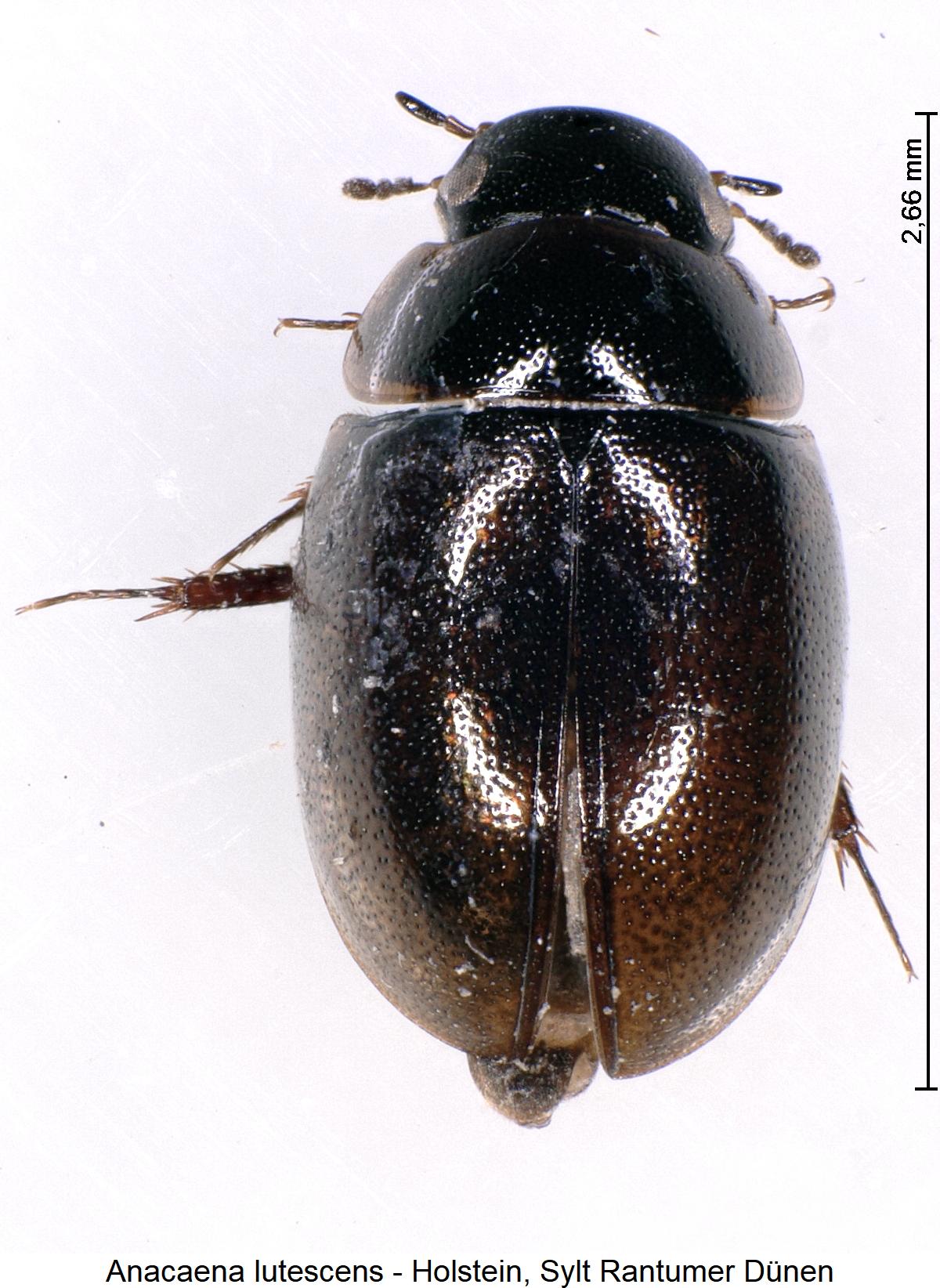 anacaena_lutescens_hab.jpg