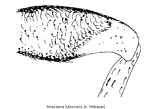 anacaena_lutescens_hschl.gif