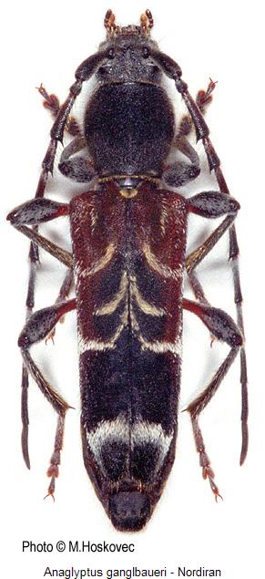 anaglyptus_ganglbaueri_hab.jpg