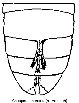 anaspis_bohemica_hlb.gif