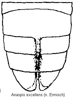 anaspis_excellens_hlb.gif