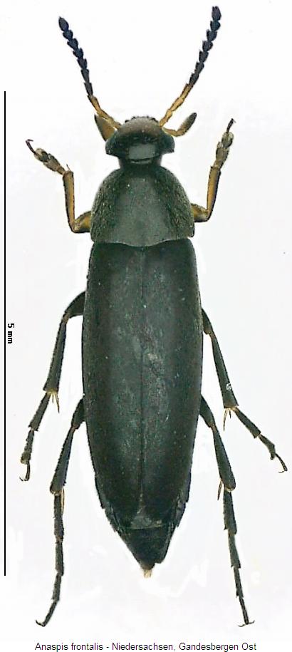 anaspis_frontalis_hab.jpg