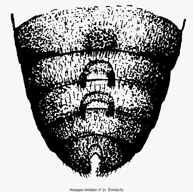 anaspis_imitator_abd.gif