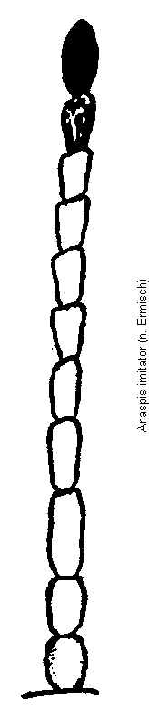anaspis_imitator_f.gif