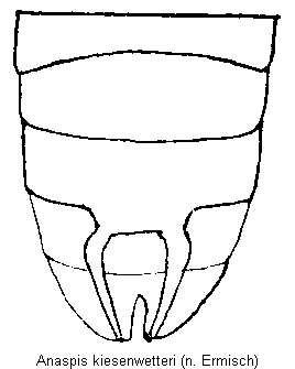 anaspis_kiesenwetteri_hlb.gif