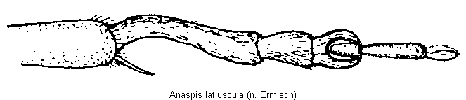 anaspis_latiuscula_vb.gif