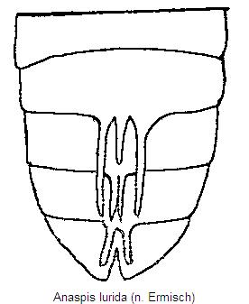 anaspis_lurida_hlb.jpg
