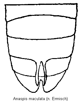 anaspis_maculata_hlb.gif