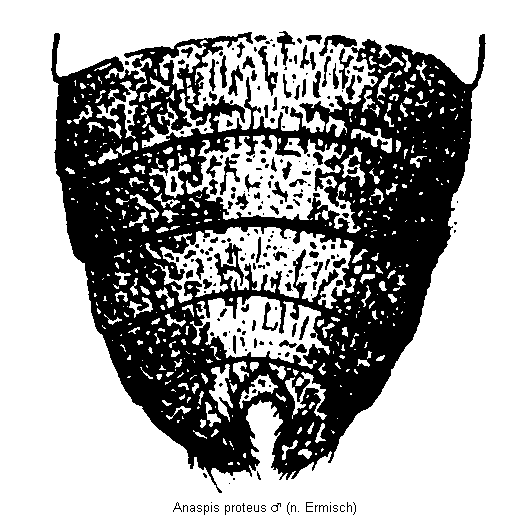 anaspis_proteus_abd.gif