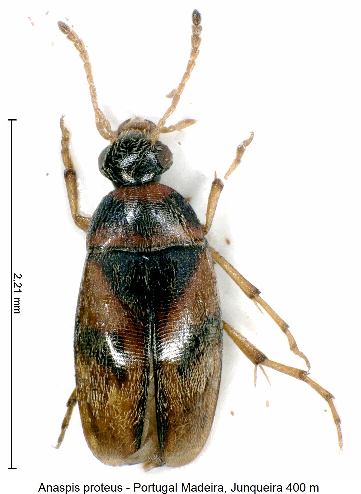 anaspis_proteus_hab.jpg