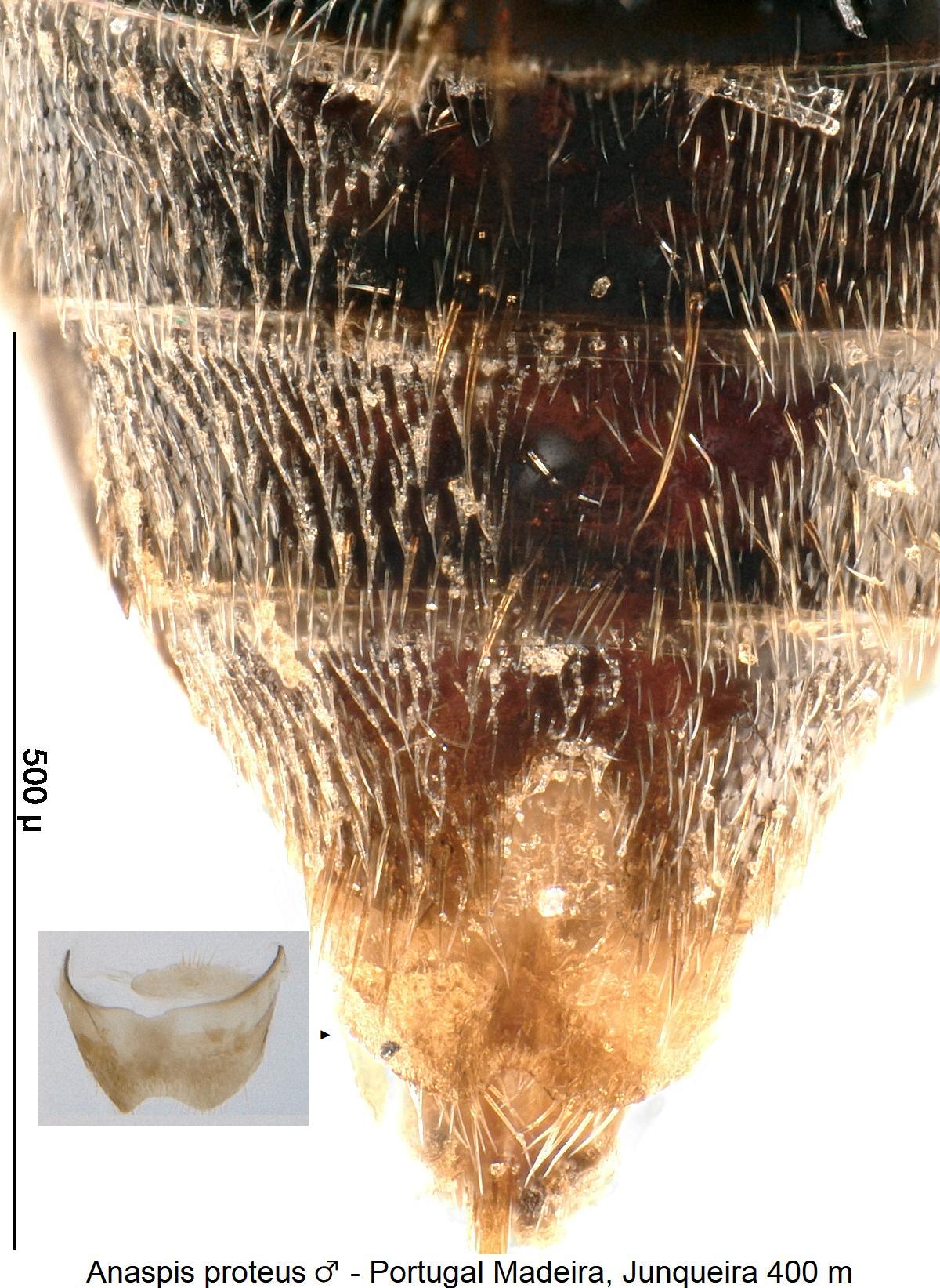 anaspis_proteus_m_ster.jpg