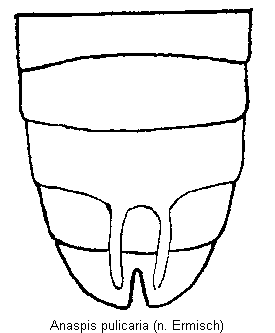 anaspis_pulicaria_hlb.gif