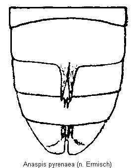 anaspis_pyrenaea_hlb.gif