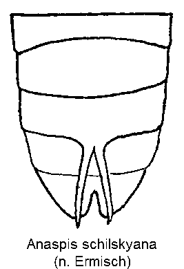 anaspis_schilskyana_hlb.gif
